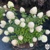 Hydrangea paniculata 'Polar Bear' - Aedhortensia 'Polar Bear' C2/2L